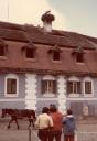 Stork nest, Rasinari, 1984
